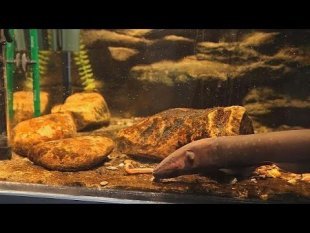 Chap. 13, exercice 37, vidéo "L'anguille électrique : ce taser d'eau douce"